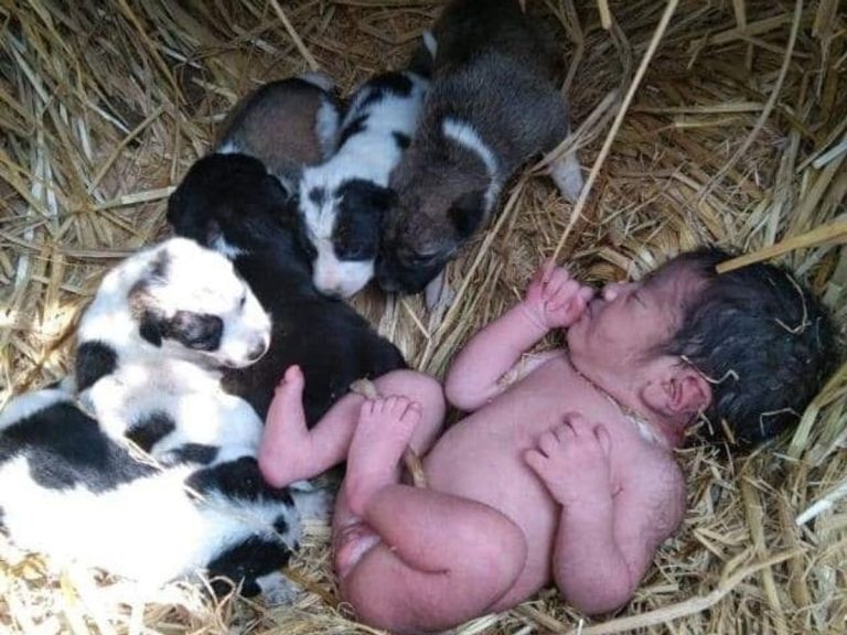 Mother dog saves life of abandoned newborn baby by cuddling up with her in the cold Must Read